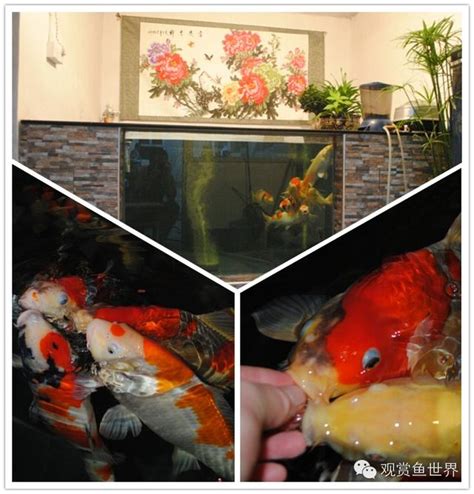 錦鯉魚缸|養錦鯉指南 如何選購與照顧 – 寵物百科